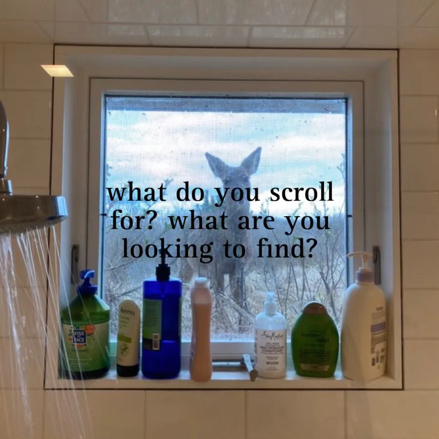 what do you scroll for? what are you looking to find? — text over a photograph of a deer standing in snow, seen through a shower window lined with bottles of shampoo and soap.